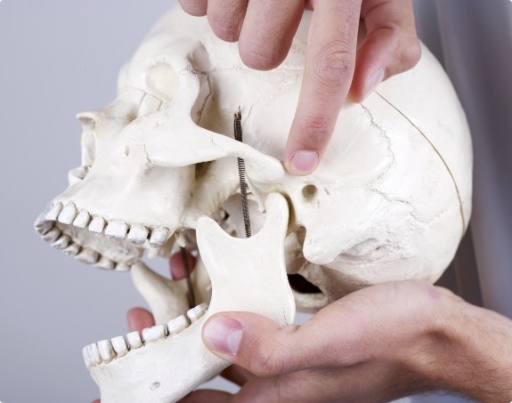 Model of jaw and scull used to explain equilibration and occlusal adjustment